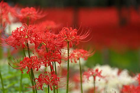 彼岸花 地獄花|「曼珠沙華」とは？ 別名”地獄花”の由来を解説 ｜ 和樂web 美の 